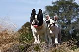 BOULEDOGUE FRANCAIS 895